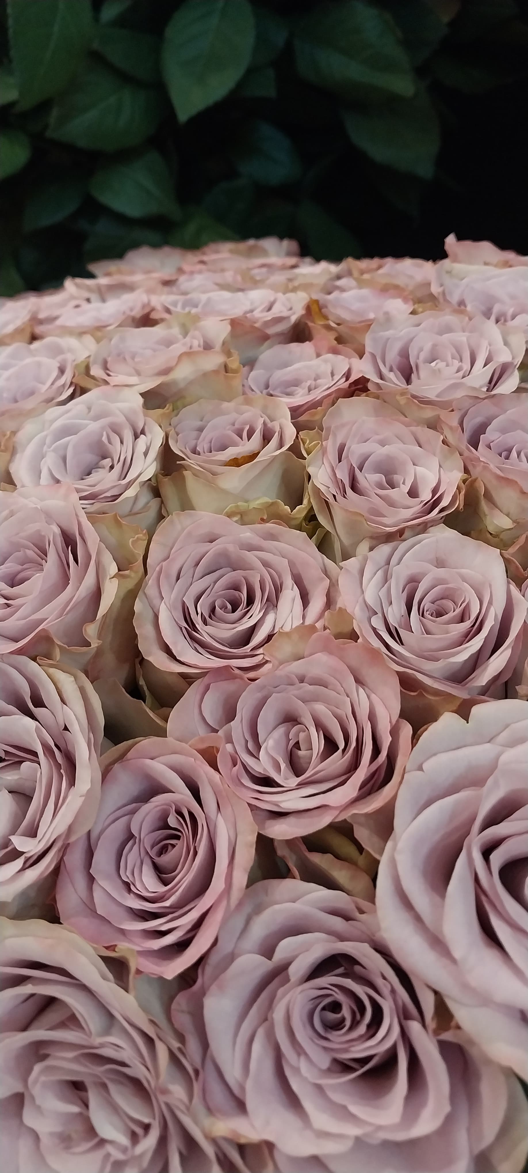 Flower gallery image 6